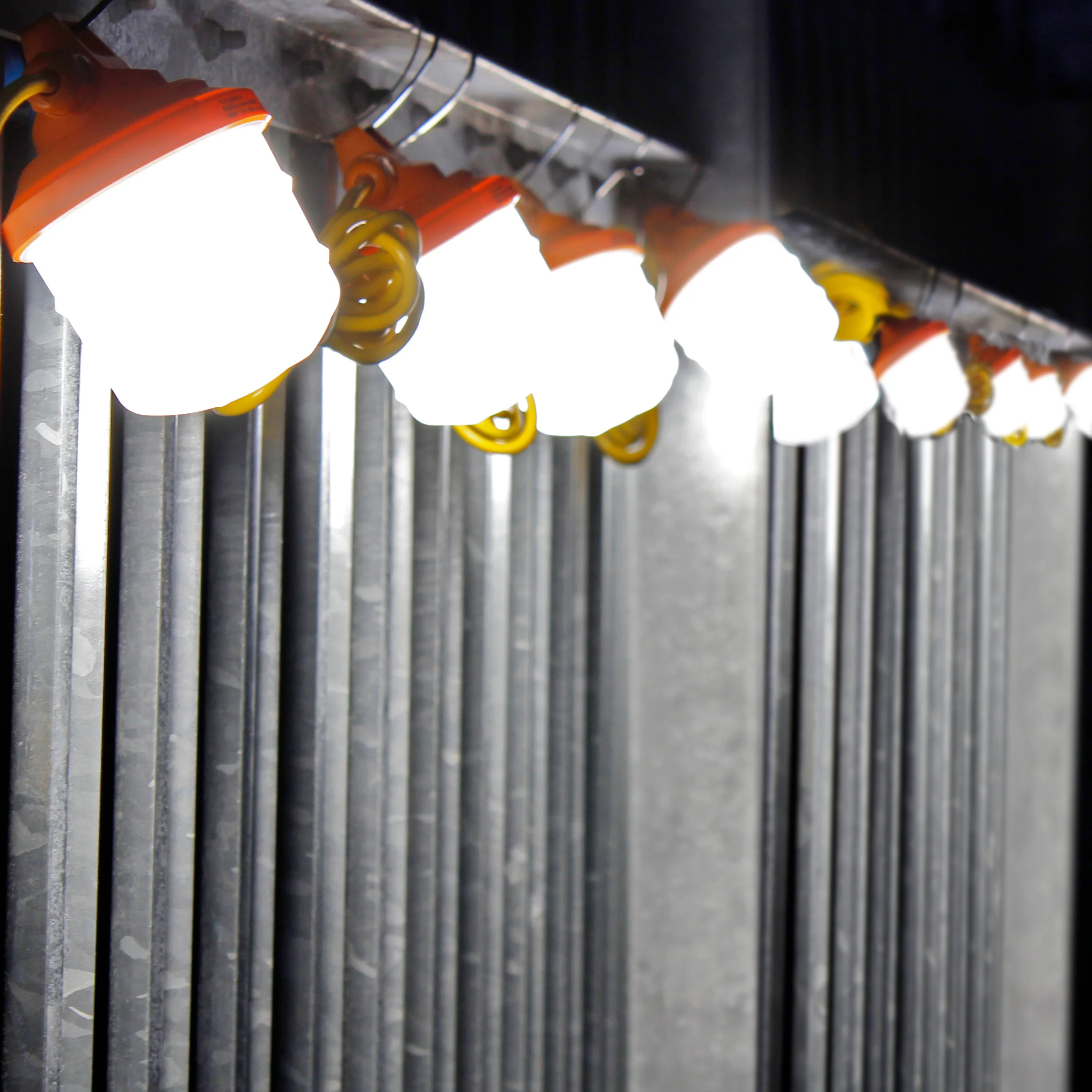 T19 Festoon Lighting | 110v String LED Lights - Image 10